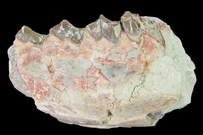 Oreodont (Merycoidodon) Jaw Section - South Dakota #136039